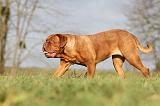 DOGUE DE BORDEAUX 133